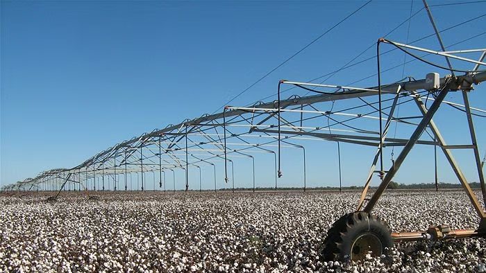Irrigated cotton field in New South Wales